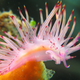 Illustration for article titled Striking Photographs Of Sea Slugs Expose The Alien World Under the Sea